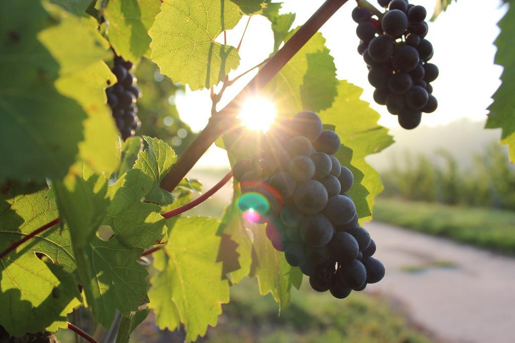 Schroeders Wein-Style-Hotel Treviri Esterno foto